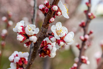 Apricot branch with flowers closeup on blurred background_