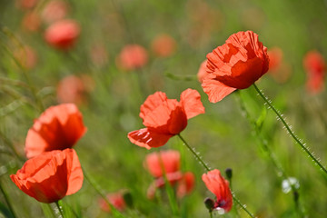 Red poppy flowers in sunset green field