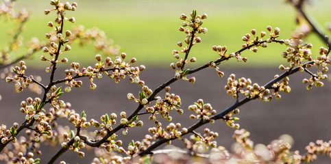 Cherry branch with buds on the background of the first spring greenery_