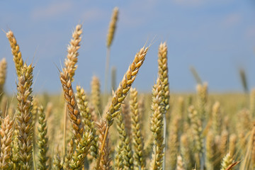 Close up field of wheat under clear blue sky