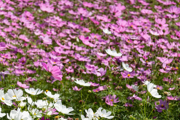 pink and purple cosmos flowers farm