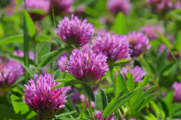 Close up purple clover flowers in green grass