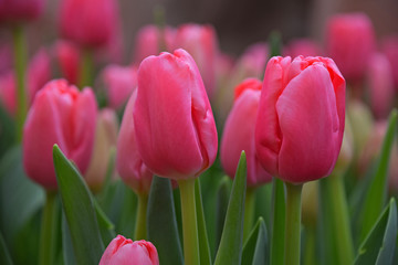 Pink tulip flowers with green leaves