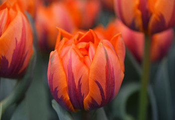 Fototapeta premium Orange brown fresh tulip flowers