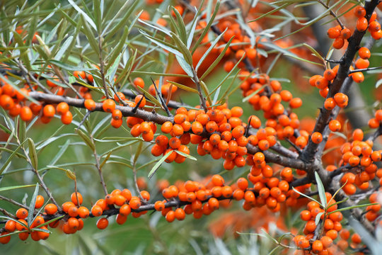 Close up branch of ripe orange autumn Hippophae