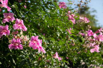 red bougainvillea flowers