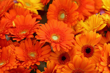 Orange gerber daisy flowers bouquete - obrazy, fototapety, plakaty