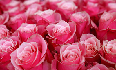 Pink fresh rose flowers bouquete