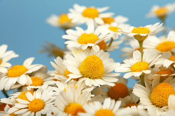 Close up bouquet of chamomile flowers over blue © breakingthewalls