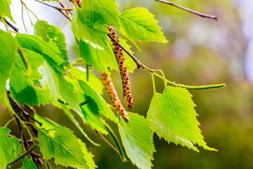 Birch branch with fresh young leaves and earrings in sunny weather_