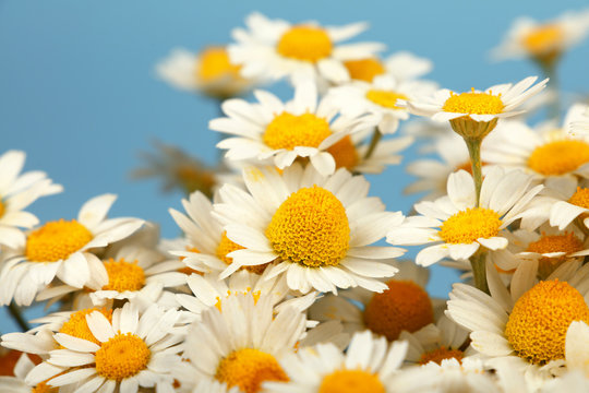 Close up bouquet of chamomile flowers over blue