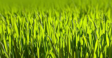 Close up fresh green spring grass background