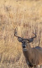 Naklejka na ściany i meble Whitetail Buck in Colorado During the Fall Rut