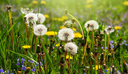 White and yellow dandelions in the meadow in sunny weather_