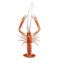 Shrimp isolated on white background. Metanephrops japonicus is a species of lobster found in Japanese waters, and a gourmet food in Japanese cuisine.