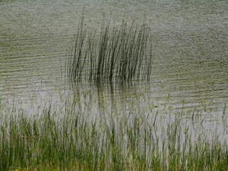 green grass in the water