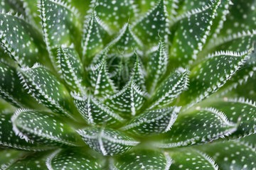 Leaves of a lace aloe, Aloe aristata