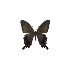 Papilio maackii butterfly isolated on white background. Papilio maackii tutanus is a magnificent butterfly from the Palaearctic ecozone.