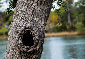 Hole in a Tree