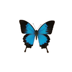Fototapeta na wymiar Blue butterfly isolated on white background. Papilio ulysses, the Ulysses butterfly is a large swallowtail butterfly of Australia, Indonesia, Papua New Guinea and the Solomon Islands