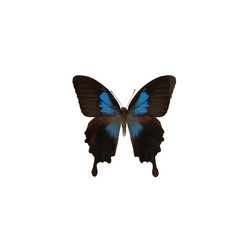 Blue butterfly isolated on white background. Papilio ulysses, the Ulysses butterfly is a large swallowtail butterfly of Australia, Indonesia, Papua New Guinea and the Solomon Islands