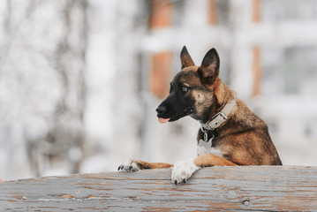young mixed breed dog portrait outdoors in winter