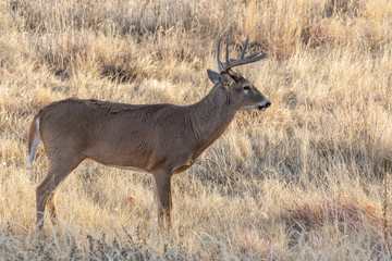 Naklejka na ściany i meble Whitetail Buck in Colorado During the Fall Rut