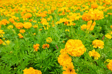 yellow cosmos flowers farm