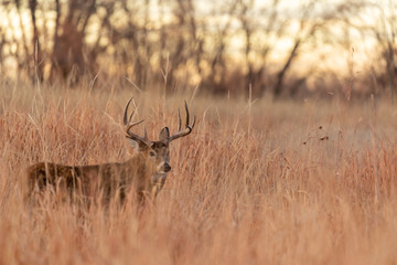 Whitetail Buck in Colorado During the Fall Rut