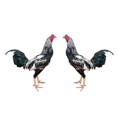 Gamecocks isolated on white background, The beauty of fighting cocks in Thailand, roosters.