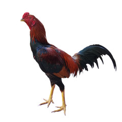 rooster isolated on white background