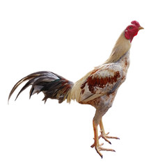 rooster isolated on white background