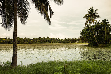 landscape of kerala backwaters marsh at sunset with lake birds and palm trees, a pristine natural environment during monsoon season