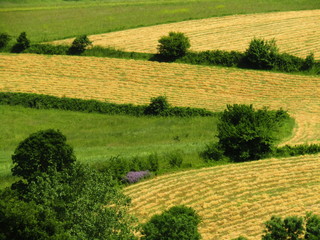 green field in spring