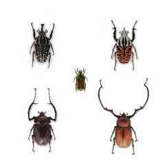 set of beetles on white background.