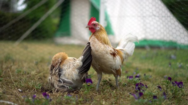 Dutch Bantam chicken hen and rooster cleaning feathers, low level closeup