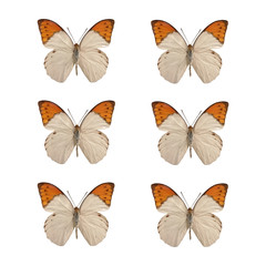 set of Hebomoia gluncippe liukiuensis isolated on white background.