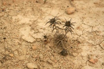 DEAD THISTLE