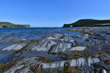 Rocky Beach with Kelp