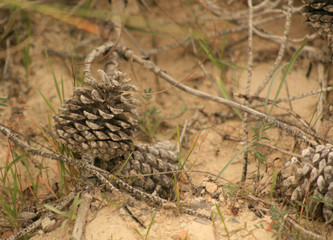 DEAD PINECONES