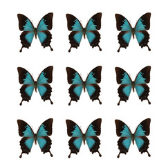 Fototapeta na wymiar set of Blue Mountain Swallowtail isolated on white background. Papilio ulysses loesa, also called Blue Mountain Swallowtail is a butterfly from Australasia, Indomalaya ecozone.