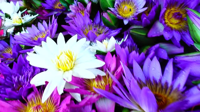 4K  Beautiful white ping puple waterlily or lotus flower in pond.