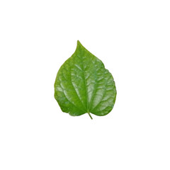 Piper betle leaf on white background. Heart shaped leaves on a white background