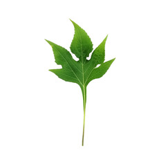 Mexican sunflower leaf, Mexican sunflower weed leaf, green lobed leaf on white background,