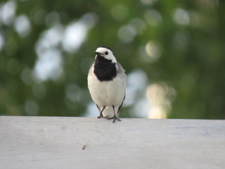 the bird is a Wagtail