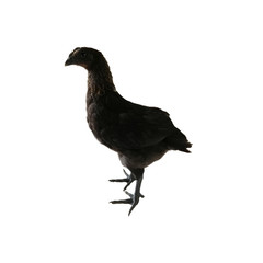 Mongolian Black Bone Chicken on white background