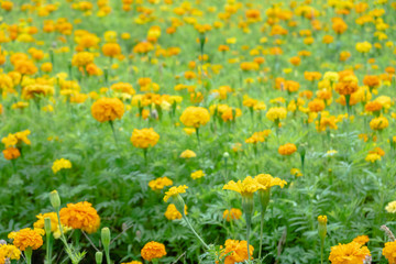 yellow cosmos flowers farm
