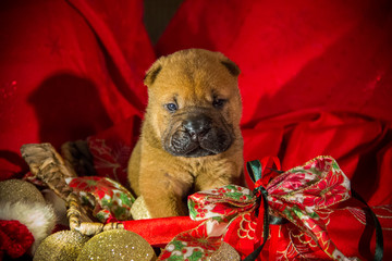 shar pei puppy xmass