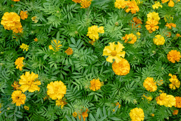 yellow cosmos flowers farm