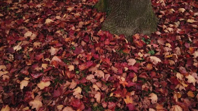 Cover f red fallen leaves oround the maple tree